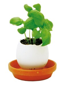 Noted set za uzgoj biljaka Eggling Herb Basil